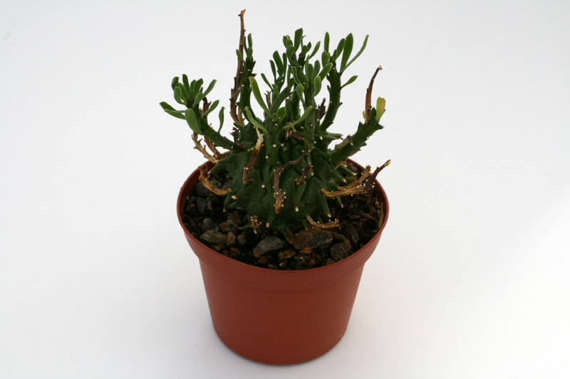 euphorbia fasciculata 0612