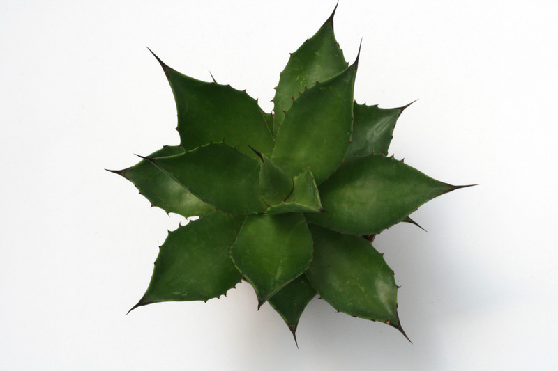 agave chiapensis isi1234 san cristobal de las casas chipas 6039