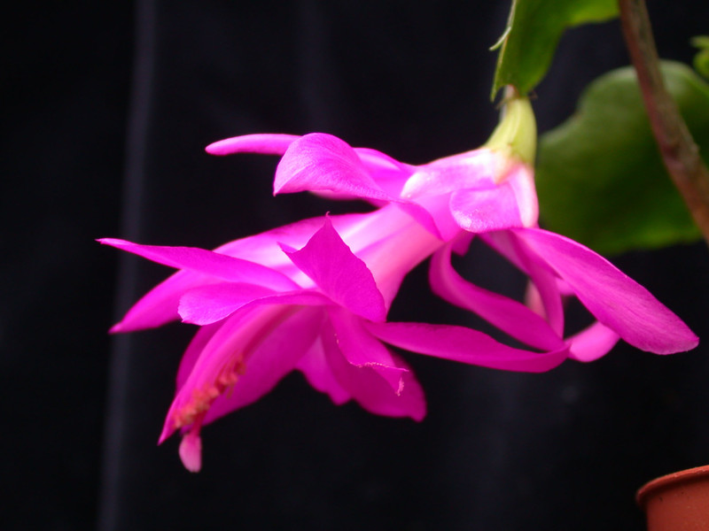 schlumbergera madonga 02