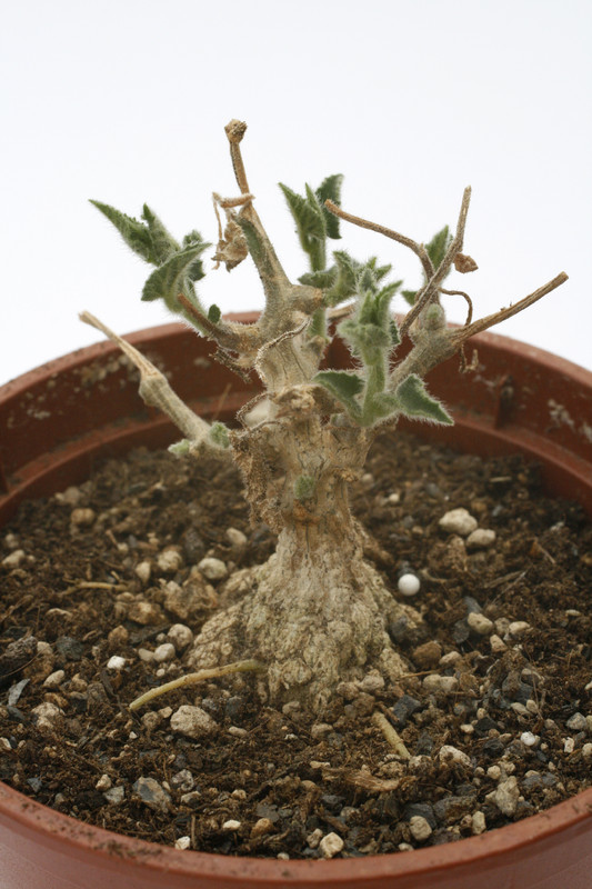 kedrostis foetidissima 7557