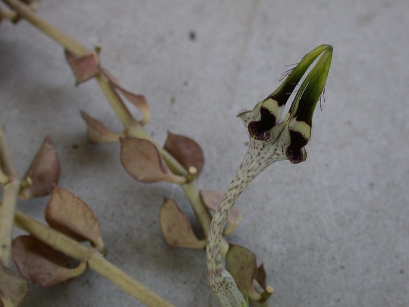 ceropegia radicans 01
