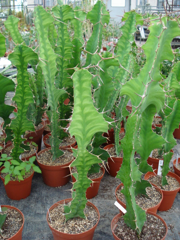 euphorbia grandicornis 1135