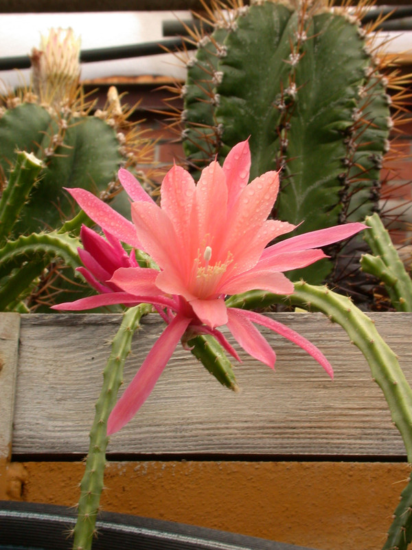 aporocactus holygate no 3 02