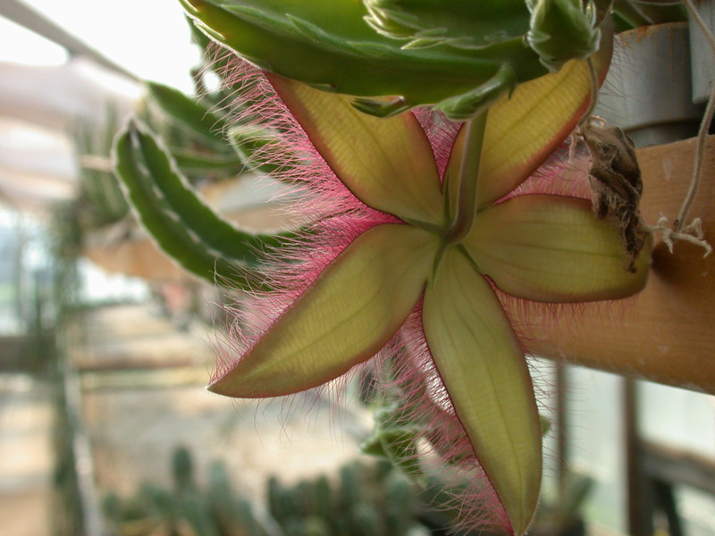 stapelia gettliffei 04