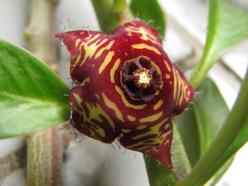Caralluma frerei