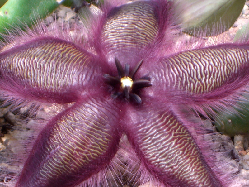 stapelia asterias 0060