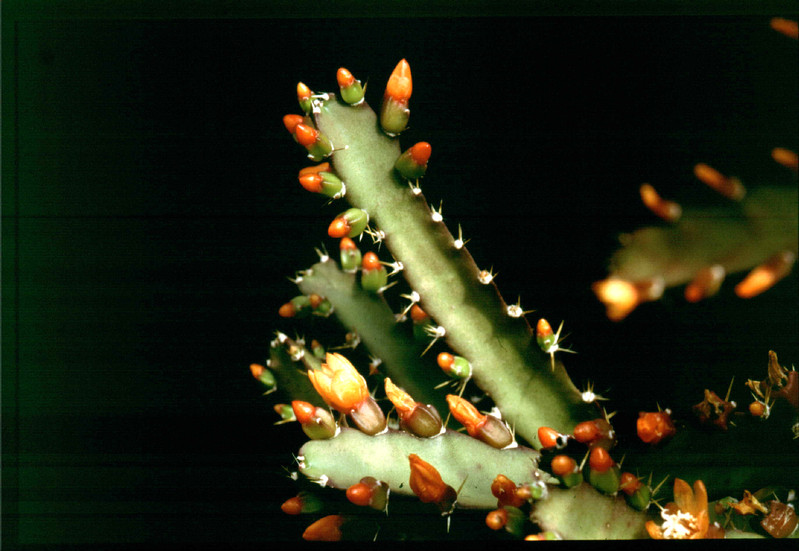 rhipsalis sp orange 00