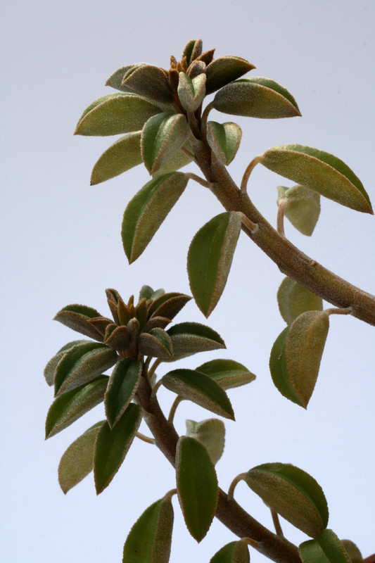 peperomia wolfgang krahnii 8024