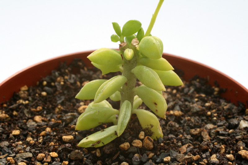 peperomia hybr klein 9298