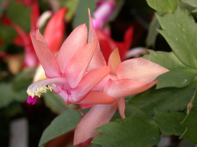 schlumbergera christmas fantasie 01