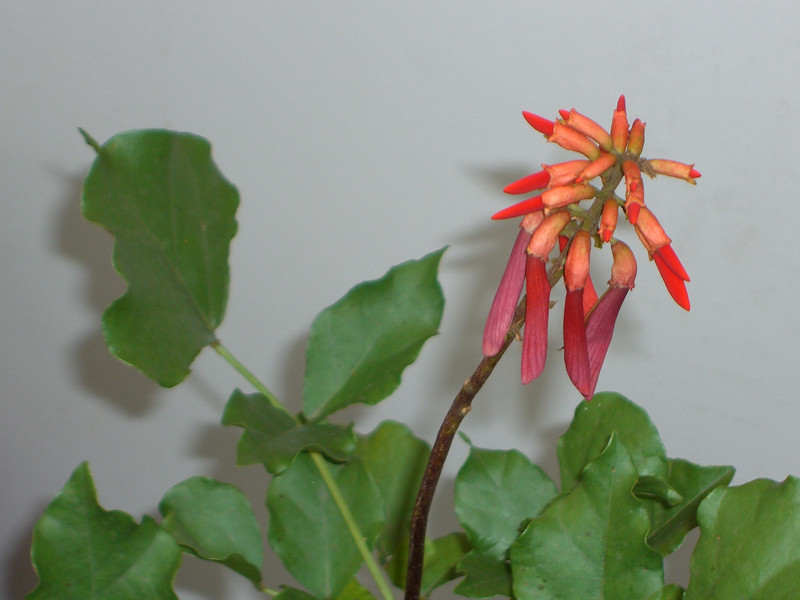 erythrina zeyheri 1914