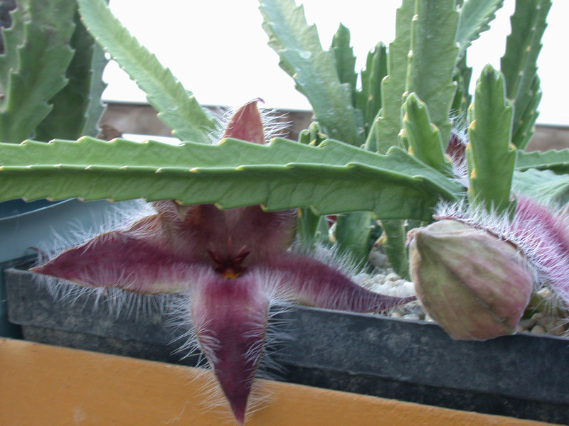 stapelia grandiflora2