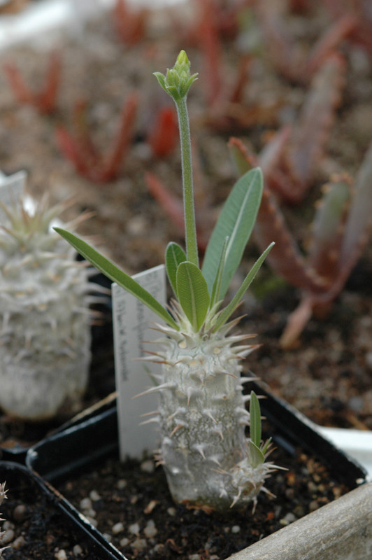 pachypodium densiflorum antsirabe 01