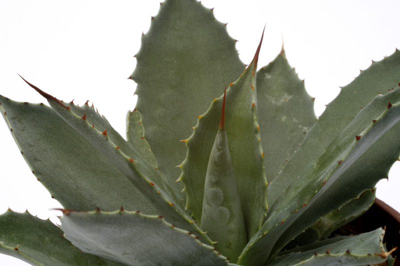 agave congesta comitan chiapas 0686