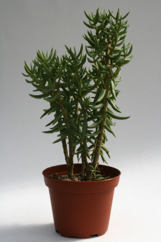 crassula tetragona 0207
