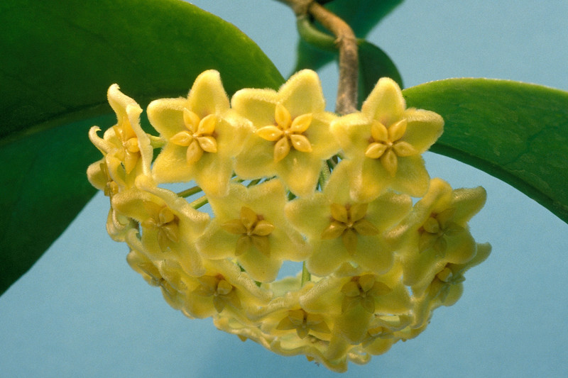 hoya dimorpha