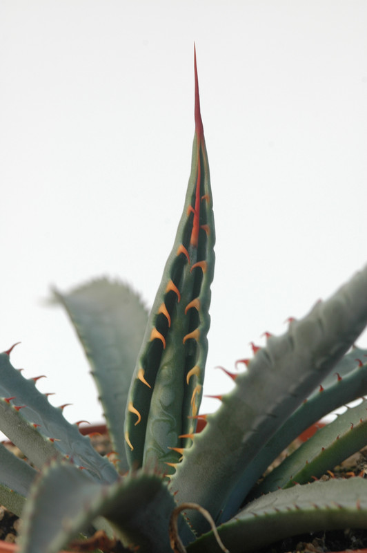 agave mckelveyana yava 8456