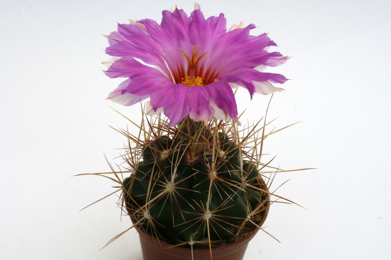 Echinopsis pecheretiana