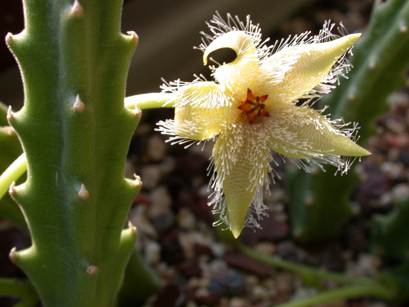 stapelia glanduliflora 01