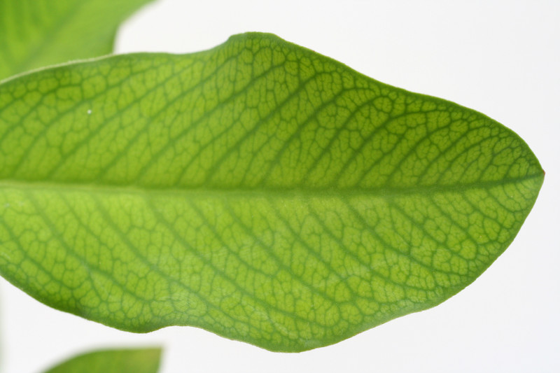 synadenium grantii 3557