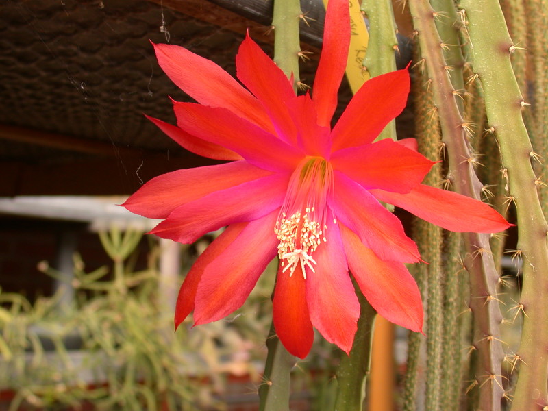 aporocactus gypsi red 116