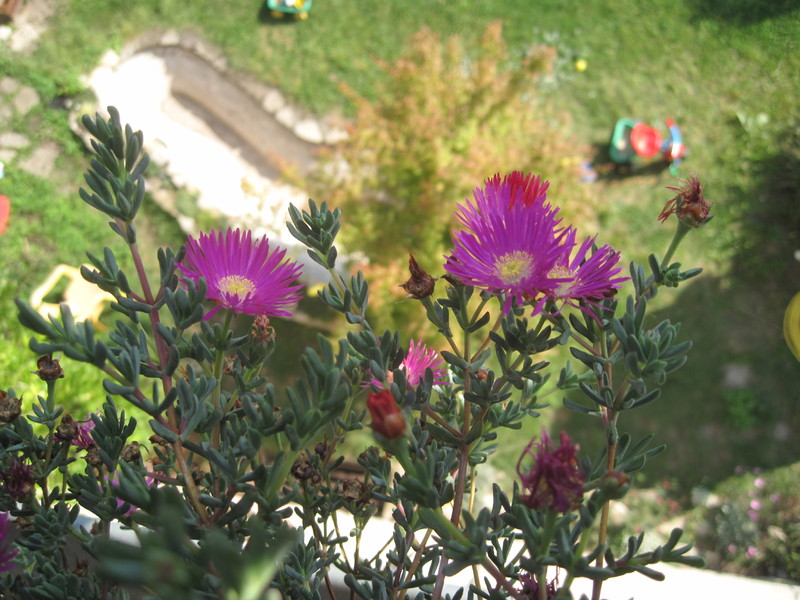 lampranthus magenta 1232