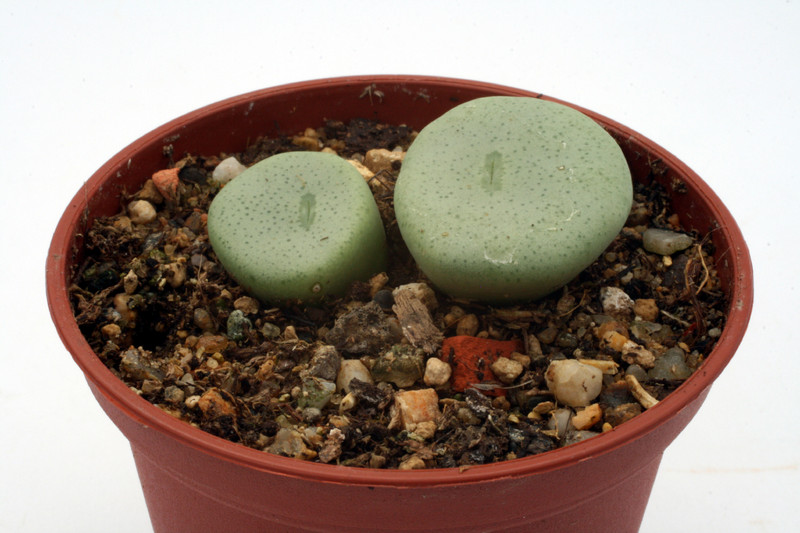 conophytum wetsteinii steinkopf 2785
