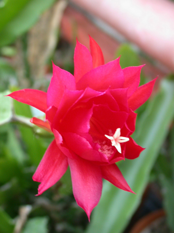 eh lola p 1041 3