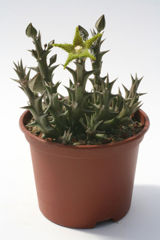 orbea dummeri d881 6438