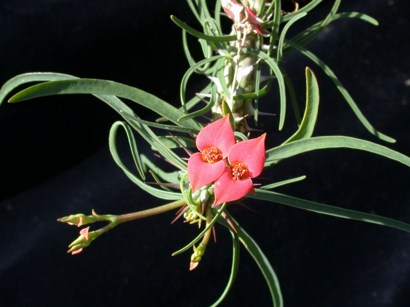 euphorbia gottlebii 02