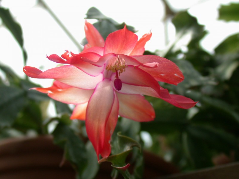 schlumbergera coral cascade 02 1