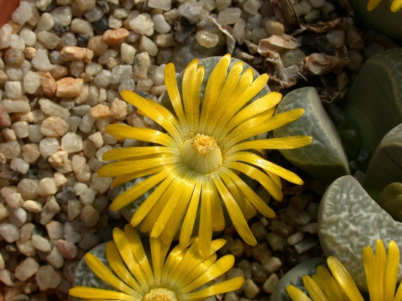 lithops helmutii 07