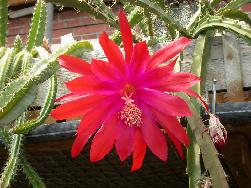 aporocactus gypsi red 02
