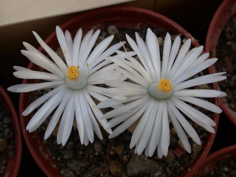 lithops karasmontana opalina01