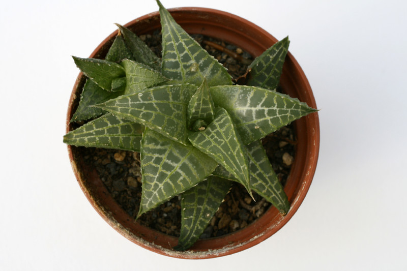 haworthia tesselata 7259