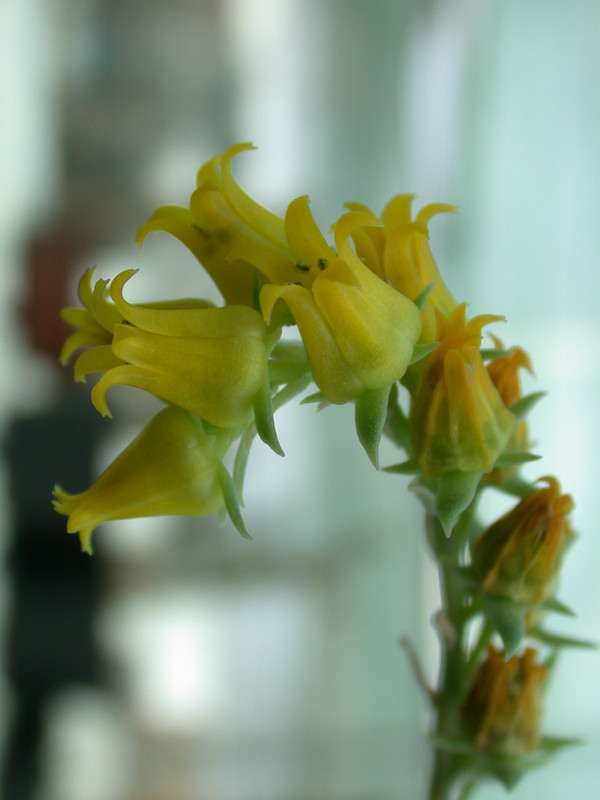 echeveria pulidonis es3969 02