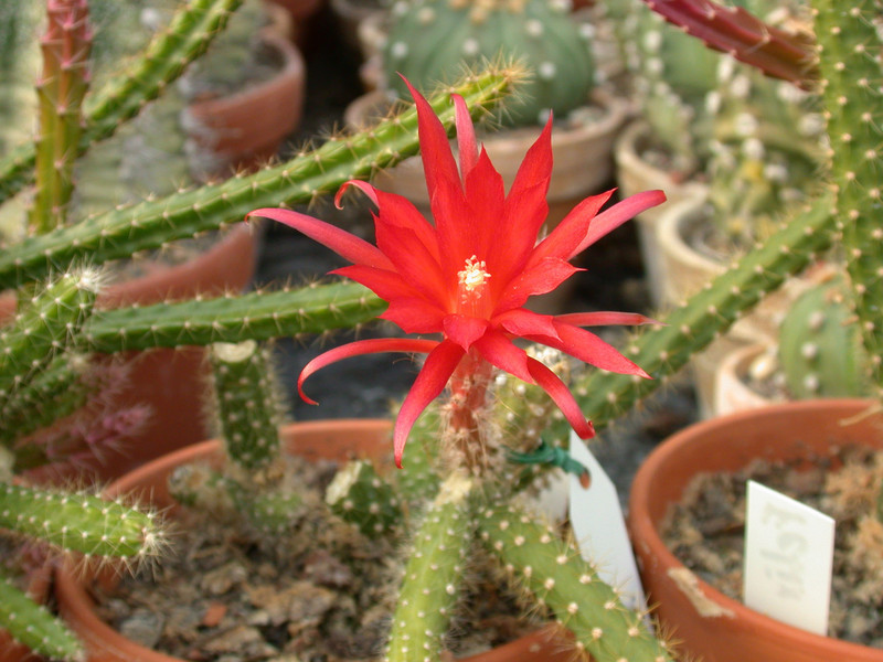 aporocactus felix