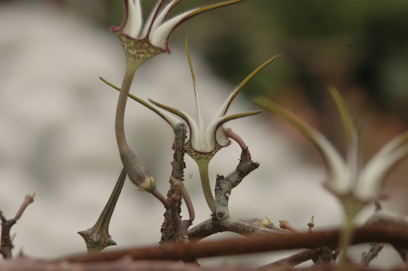 ceropegia stapeliaeformis 8763