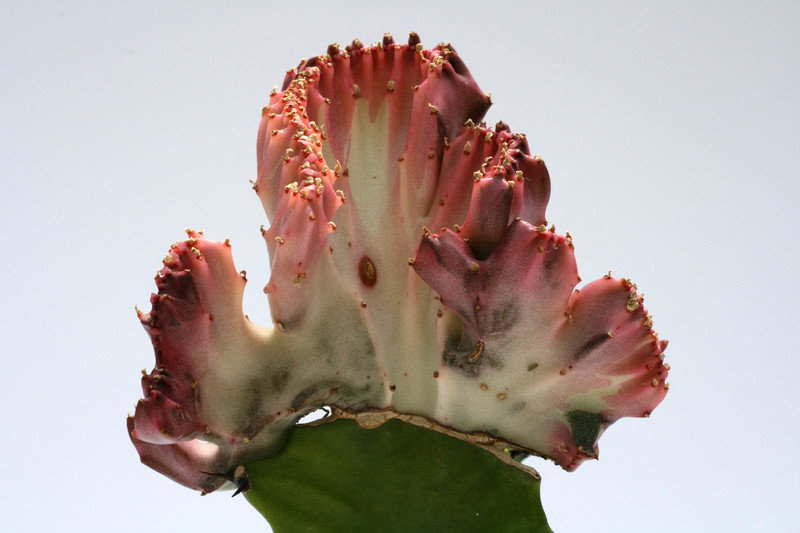 euphorbia lactea cristata thai red 8343