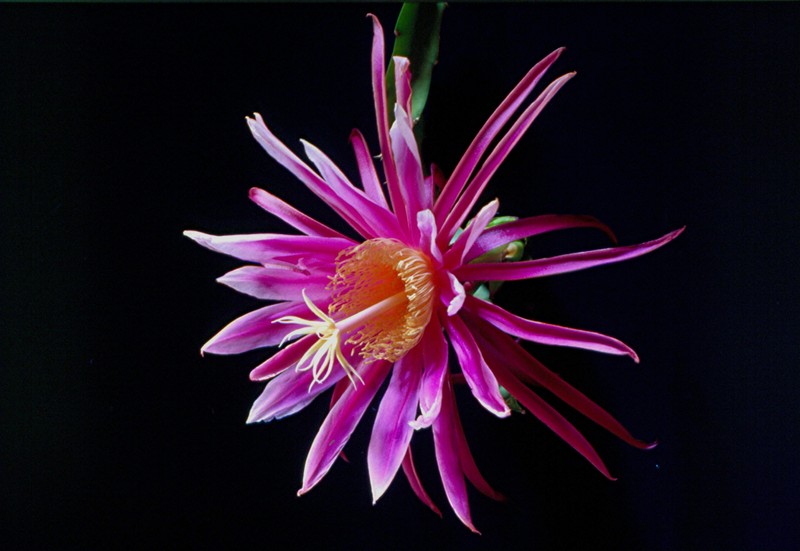 hylocereus kathie van arum 02