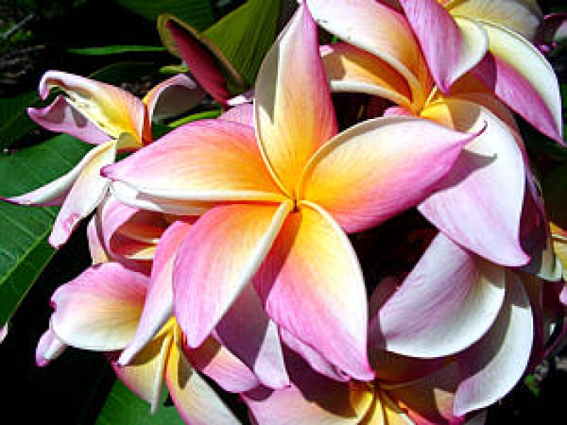 plumeria rainbow