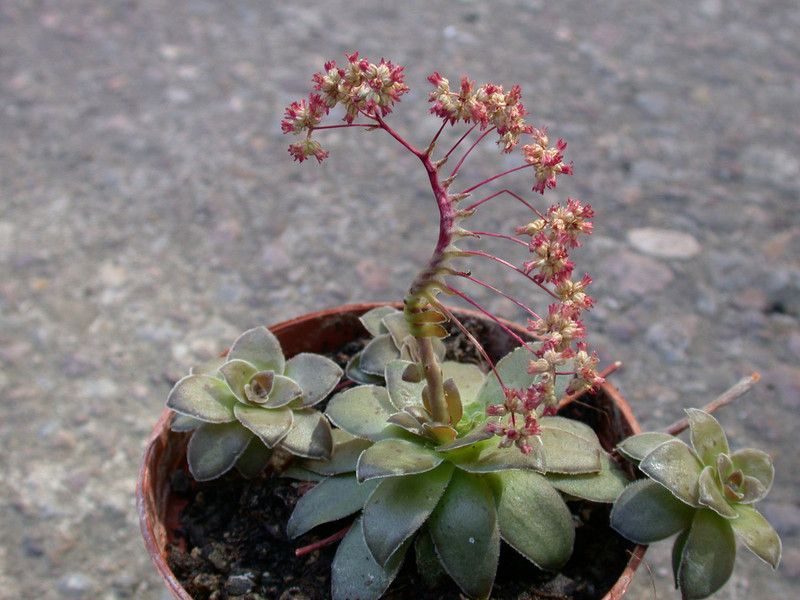 crassula orbiculata monst bl3