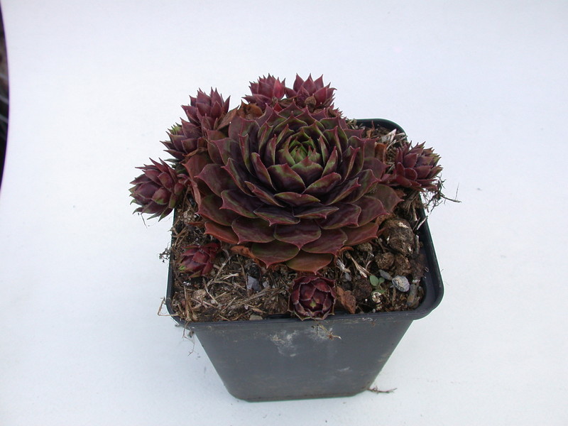 sempervivum killer 5762