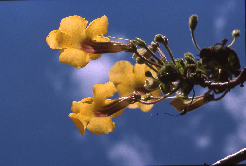uncarina turicana 05
