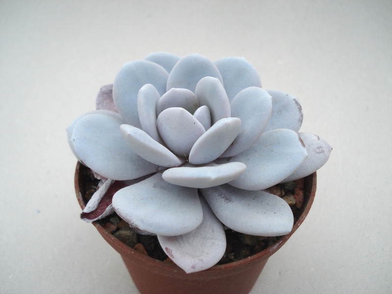 echeveria laui 8409