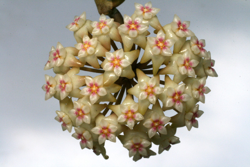 hoya acuta nova 2320