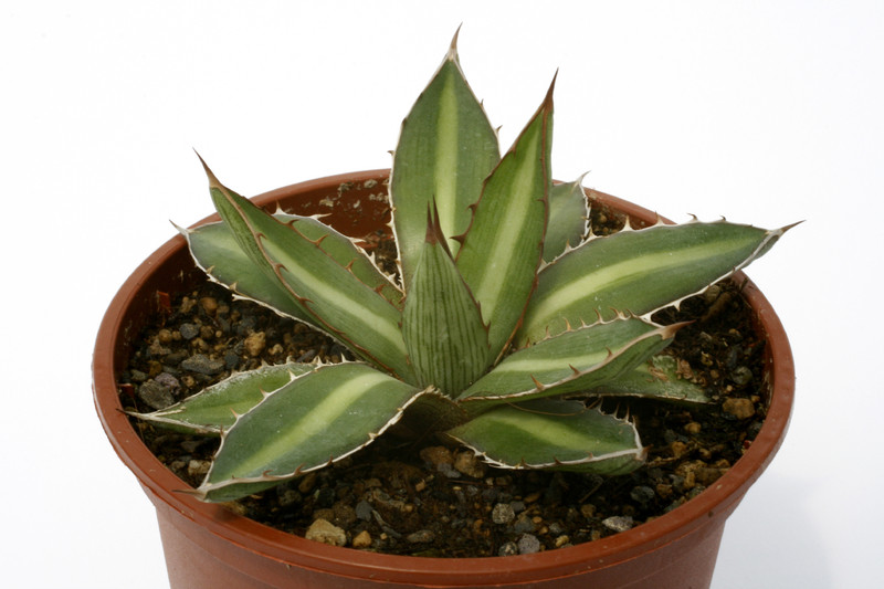 agave funkiana fatal attraction 0681