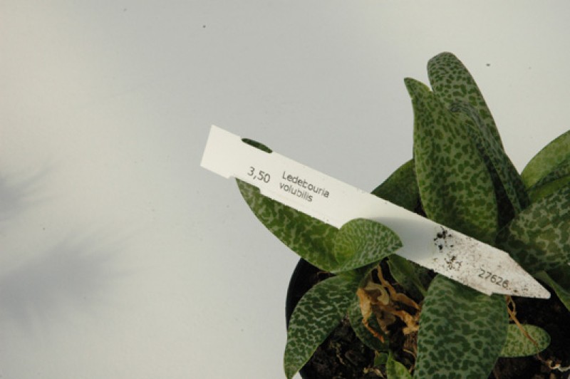 ledebouria volubilis 03