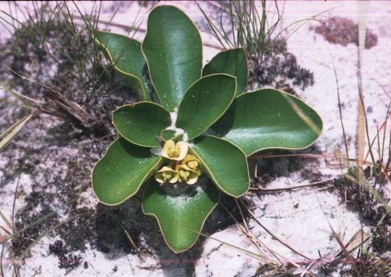 euphorbia quarziticola 