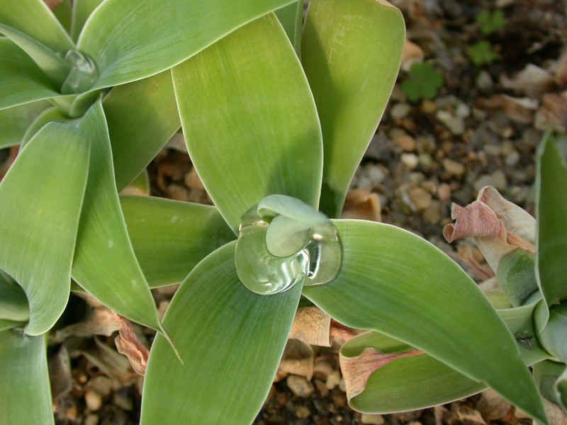 agave attenuata 2